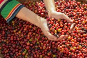Lavie Plateau Coffee - Fresh coffee beans