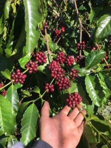 Lavie Plateau Coffee - Beans2